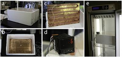 Cold acclimation is affected by diurnal cycles and minute-scale random temperature fluctuations via calcium signals